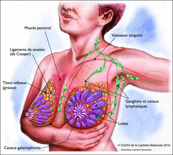 Anatomie du sein