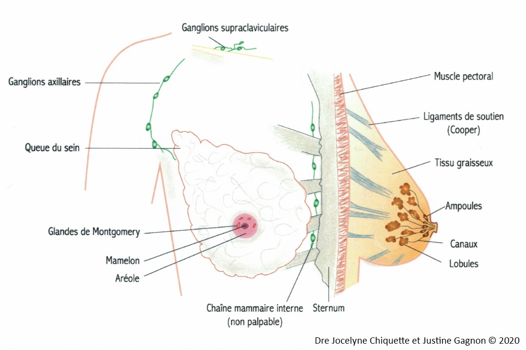 Types de cancer du sein -